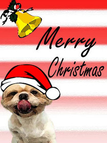 Festive Dog Santa Christmas Card