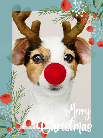 Reindeer Dog Christmas Card