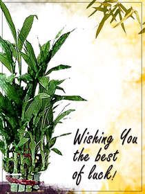 Lucky Bamboo Best of Luck Card